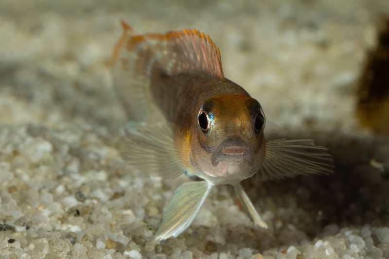 Lamprologus ornatipinnis 'Mwamgongo'